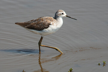 Chevalier stagnatile,.Tringa stagnatilis, Marsh Sandpiper