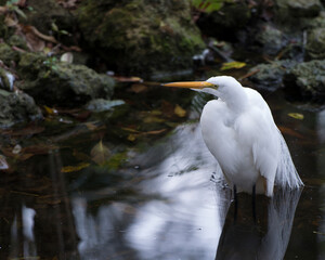 Great White Egret Stock Photo.  Great White Egret in the water. Image. Portrait. Picture. White feather plumage. Moss rock background.