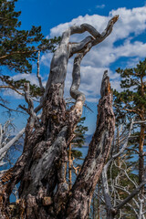 Beautiful broken textured twisted crooked branches and trunks of dry dead tree after fire, blue sky...