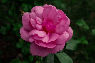 pink flower in the garden
