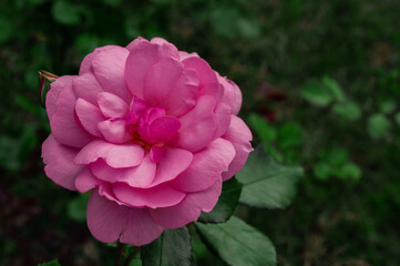 pink flower in the garden