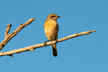 Cisticole à sonnette,.Cisticola tinniens, Levaillant's Cisticola