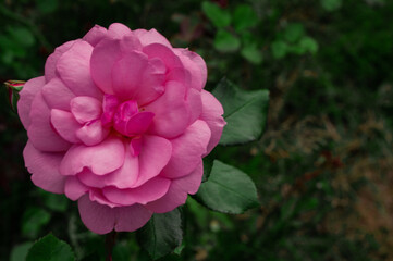 Fototapeta premium pink flower in the garden