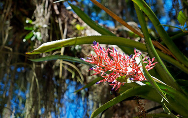 Pink bromeliad inflorescence, Rio, Brazil