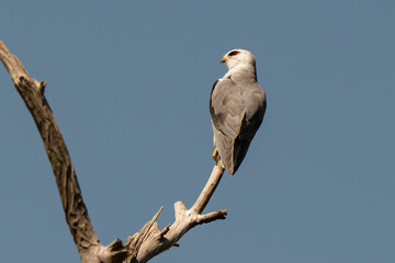 Elanion blanc, .Elanus caeruleus, Black winged Kite