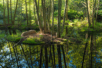 Fototapeta na wymiar Small lake in the forest with reflected trees, close up view