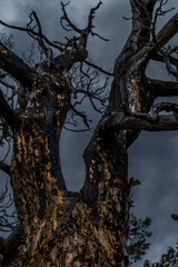 Beautiful twisted crooked dry bare dead tree after fire. Red black with soot textured bark of...