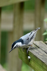 Male White-breasted Nuthatch on wooden table