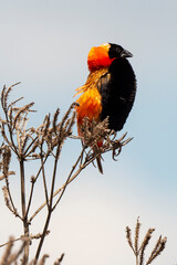Euplecte ignicolore,.Euplectes orix, Southern Red Bishop, Afrique du Sud