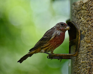 Juvenile male Housefinch eating seeds from a feeder