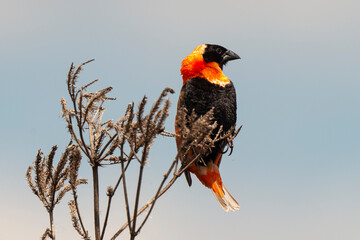 Euplecte ignicolore,.Euplectes orix, Southern Red Bishop, Afrique du Sud