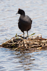 Foulque caronculée, Foulque à crète, .Fulica cristata, Red knobbed Coot