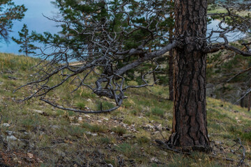 Beautiful trunk of pine tree with twisted crooked dry dead branch after fire on grassy slope of mountain. Textured bark. Blue coast  background.