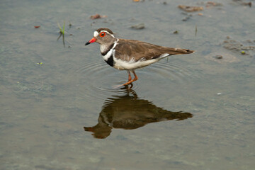 Gravelot à triple collier,.Charadrius tricollaris, Three banded Plover