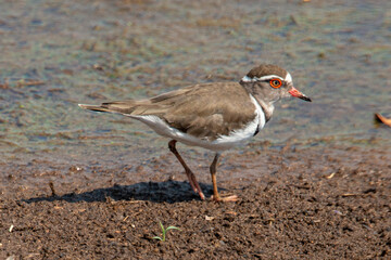 Gravelot à triple collier,.Charadrius tricollaris, Three banded Plover