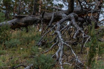 Dry dead gray winding curved tree branches after fire, felled, lies in green grass of Siberia forest