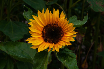 Obraz premium sunflower with bee