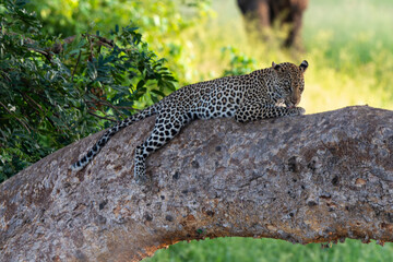 Obraz na płótnie Canvas Léopard, Panthère, Panthera pardus, Afrique du Sud