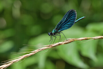 Banded demoiselle holding a blade of grass above the water by the river