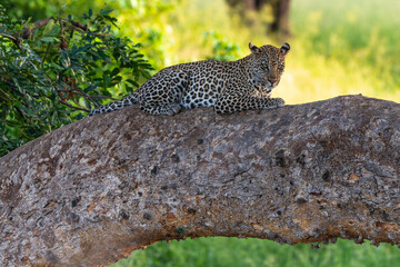 Léopard, Panthère, Panthera pardus, Afrique du Sud