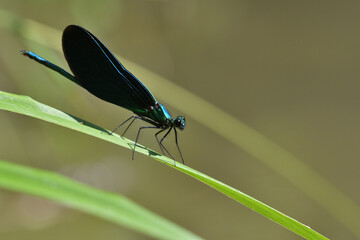 Banded demoiselle holding a blade of grass above the water by the river