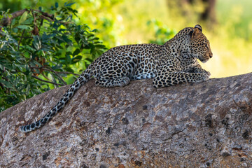 Léopard, Panthère, Panthera pardus, Afrique du Sud