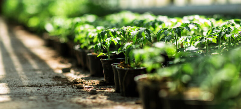 tomato seedlings in pots in an industrial greenhouse - Powered by Adobe
