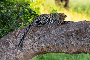 Plakat Léopard, Panthère, Panthera pardus, Afrique du Sud
