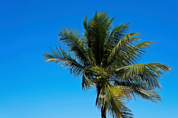 Fototapeta na wymiar Coconut tree at the wind, Rio, Brazil 