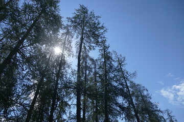 Soleil pénétrant entre les branches des arbres, mélèzes