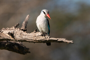 Martin chasseur à tête brune,.Halcyon albiventris, Brown hooded Kingfisher