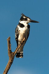 Martin pêcheur pie,.Ceryle rudis, Pied Kingfisher