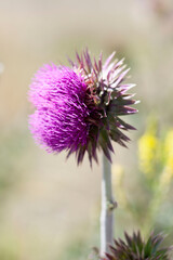 Macro purple flower