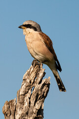 Pie grièche écorcheur,. male, Lanius collurio, Red backed Shrike