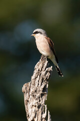 Pie grièche écorcheur,. male, Lanius collurio, Red backed Shrike