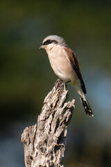 Pie grièche écorcheur,. male, Lanius collurio, Red backed Shrike