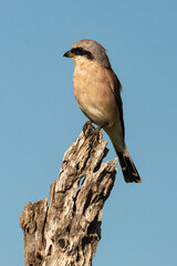 Pie grièche écorcheur,. male, Lanius collurio, Red backed Shrike