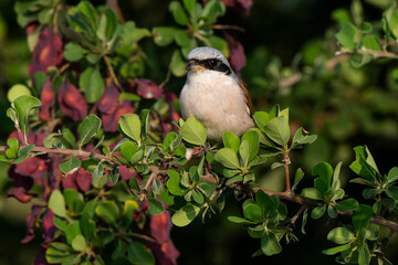 Pie grièche écorcheur,. male, Lanius collurio, Red backed Shrike