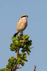Pie grièche écorcheur,. male, Lanius collurio, Red backed Shrike