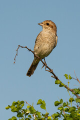 Pie grièche écorcheur,. femelle, Lanius collurio, Red backed Shrike
