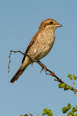 Pie grièche écorcheur,. femelle, Lanius collurio, Red backed Shrike