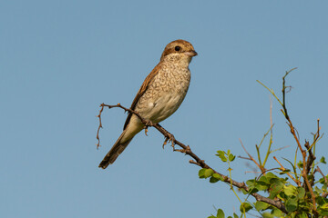 Pie grièche écorcheur,. femelle, Lanius collurio, Red backed Shrike