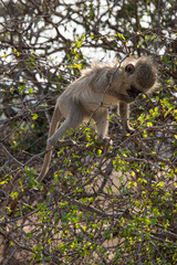 Vervet, singe, Chlorocebus pygerythrus