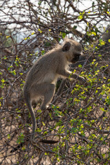 Vervet, singe, Chlorocebus pygerythrus