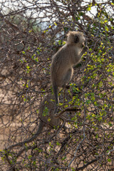 Vervet, singe, Chlorocebus pygerythrus