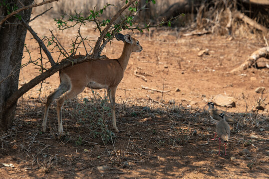 Steinbock, Raphicerus campestris, Parc national Kruger, Afrique du Sud