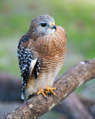 Hawk photo stock. Hawk close-up profile view perched on a tree branch displaying feathers plumage, beak, talons, with a blur background in its habitat and environment. Image. Picture. Portrait.
