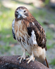 Hawk stock photo. Hawk close-up profile view perched on a tree branch displaying brown feathers plumage, beak, tail, talons, with a blur background in its habitat and environment. Image. Picture.