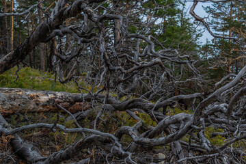 Dry dead tree with twisting branches after fire, felled, lies in light grass. Green pine trees forest and sky background. Baikal nature.
