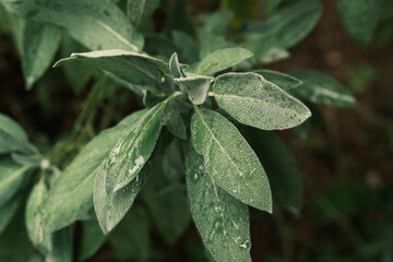 Grüne Blätter des Salbei (lat. Salvia) - Heilpflanze in einem Kräutergarten